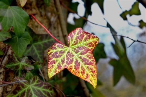 poison ivy naked|poison ivy Search